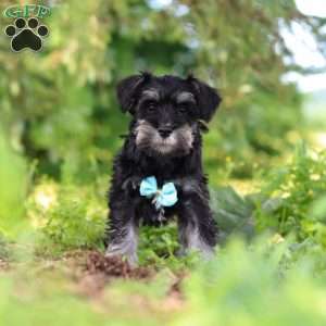 Hunter, Miniature Schnauzer Puppy